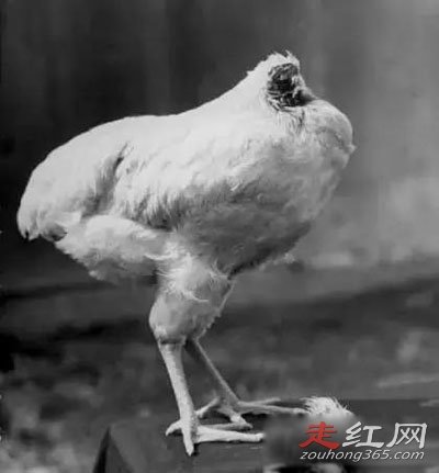 ��ͷ������֮�� ����18����Ϊʲô������