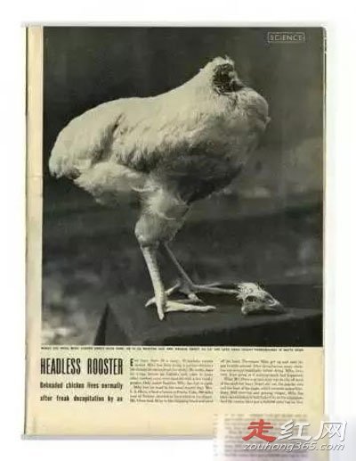 ��ͷ������֮�� ����18����Ϊʲô������