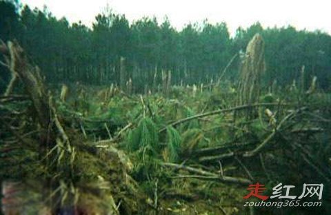 ���йֳ��¼�������Ƶ������ ����צ��ʲô