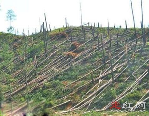 ���йֳ��¼�������Ƶ������ ����צ��ʲô