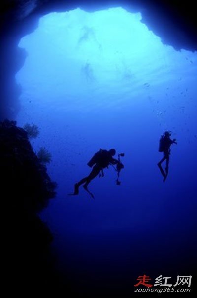 ����һ�����ж�ֲ� ��ʲô�ֲ��������