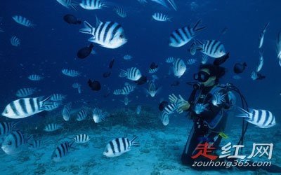����һ�����ж�ֲ� ��ʲô�ֲ��������