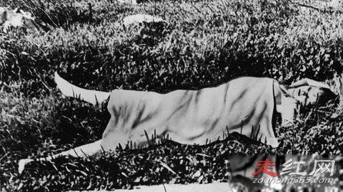 ��ɫ�������Ұ���ʵ�������� û������������վ����