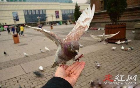 ����������ΰ���������� ����������ԭ��