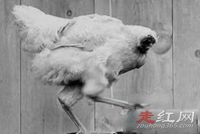 ������ͷ����������Ǽ� ����18���µ�����