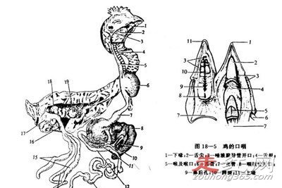 ������ͷ����������Ǽ� ����18���µ�����