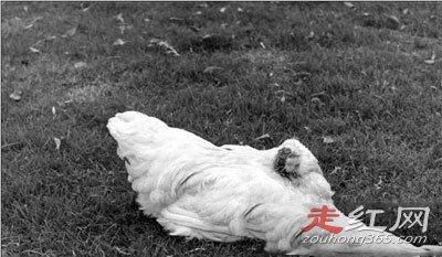 ������ͷ����������Ǽ� ����18���µ�����