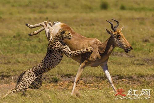 ��ʺ��˵����ԭ����ʲô ����������е�һö����