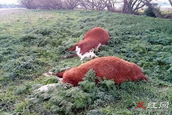 ��ţ�¼�������� ˵��ƭ�ֵ���Ҳ�кܶ�