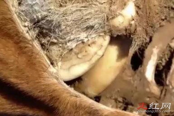 ��ţ�¼�������� ˵��ƭ�ֵ���Ҳ�кܶ�