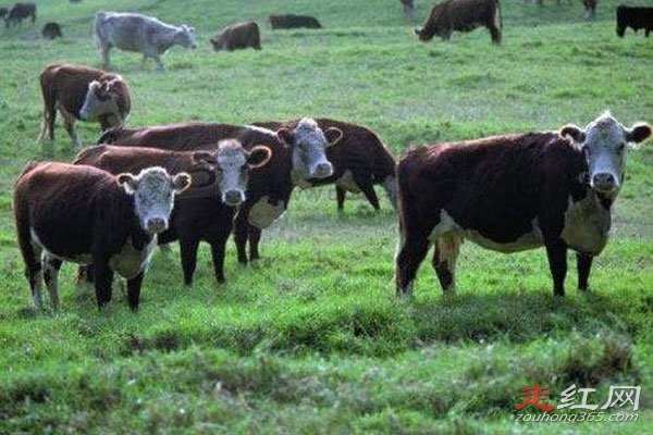 ��ţ�¼�������� ˵��ƭ�ֵ���Ҳ�кܶ�