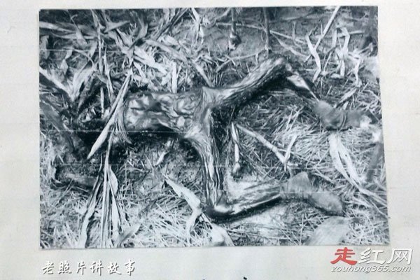 �����򰸼����� �ڲ��������в��ϲ���