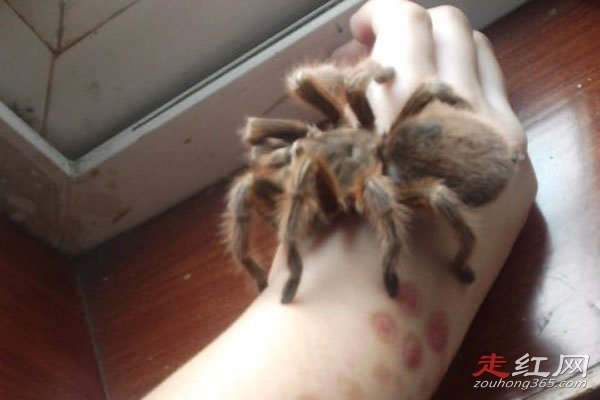 ��ССΪʲô�� ����һ���ƺŽ�����˿����