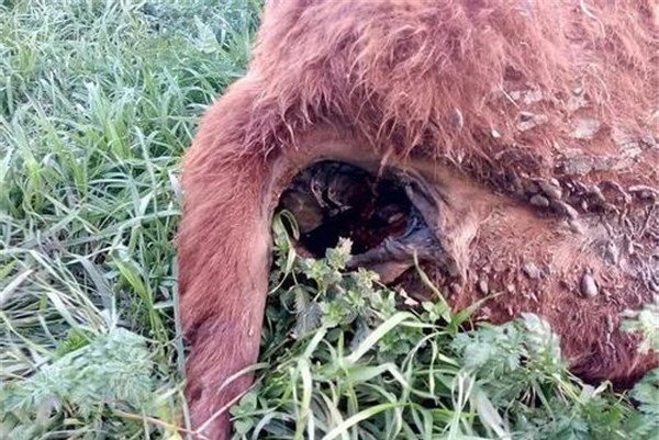 ufo屠牛事件怎么回事 真相就是外星人做的