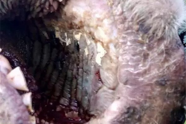 ufo��ţ�¼���ô���� �����������������