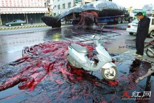鲸鱼搁浅的原因是什么 为什么会死亡爆炸救不了