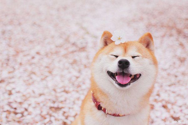 ΢Ц��ͼƬ�ֲ��¼� Ϊʲô΢Ц����������