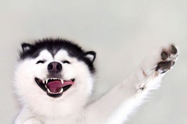 微笑狗图片恐怖事件 为什么微笑(xiào)狗很吓人呢