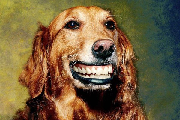 微笑(xiào)狗图片恐怖事件 为什么微笑狗很吓人呢