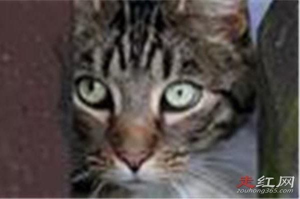 �����ĺ���è�ĵ������ô���� ������������������