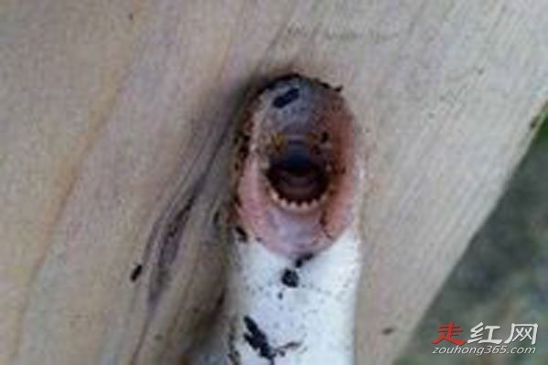 莲蓬乳空手指牙膏脸是什么东西就是经典的密集物体