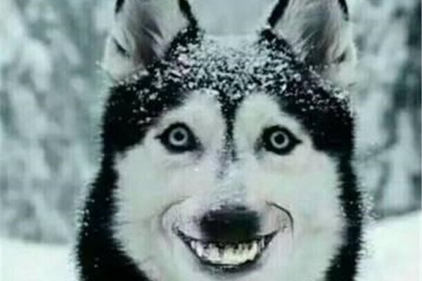 微笑(xiào)狗事件原图有多恐怖 真正的原版非常可怕