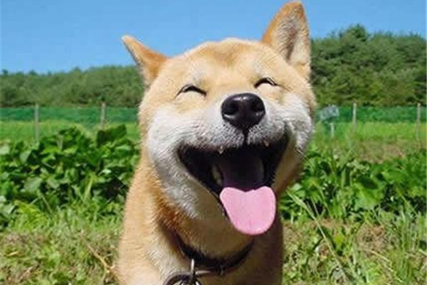 ΢Ц���¼�ԭͼ�ж�ֲ� ������ԭ��ǳ�����