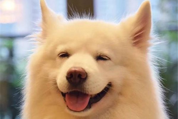 ΢Ц���¼�ԭͼ�ж�ֲ� ������ԭ��ǳ�����