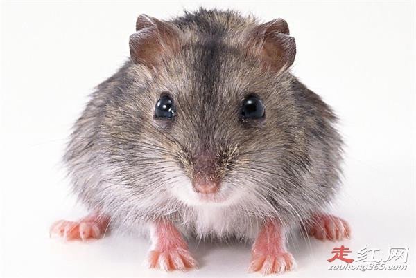 中国最大的老鼠有多大 体重达到17公斤