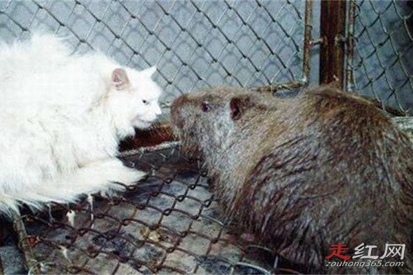 中国最大的老鼠有多大 体重达到17公斤