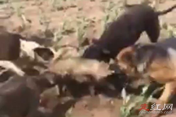 ����������30���������Ƶ������� 853ũ���ڷ��ֵ�