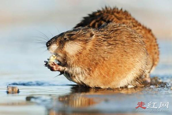 ����������30���������Ƶ������� 853ũ���ڷ��ֵ�