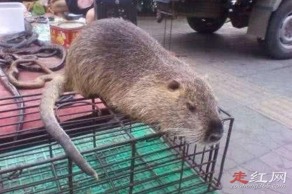 ����������30���������Ƶ������� 853ũ���ڷ��ֵ�