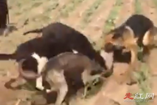 ����������30���������Ƶ������� 853ũ���ڷ��ֵ�