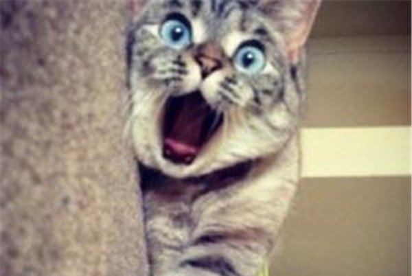 �����ĺ���èʲô��˼ �������ô����