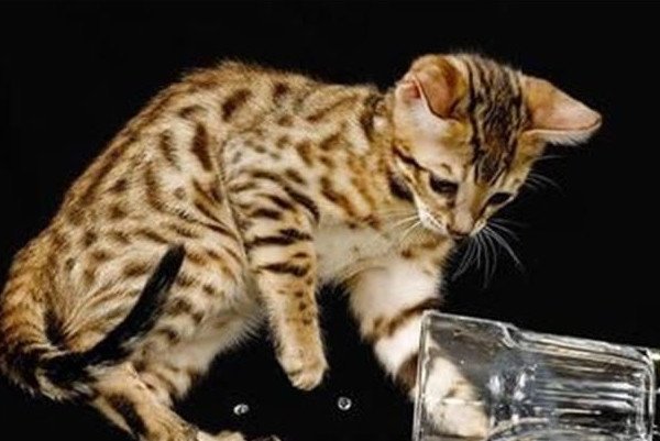 �����ĺ���èʲô��˼ �������ô����