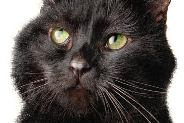 �����ĺ���èʲô��˼ �������ô����