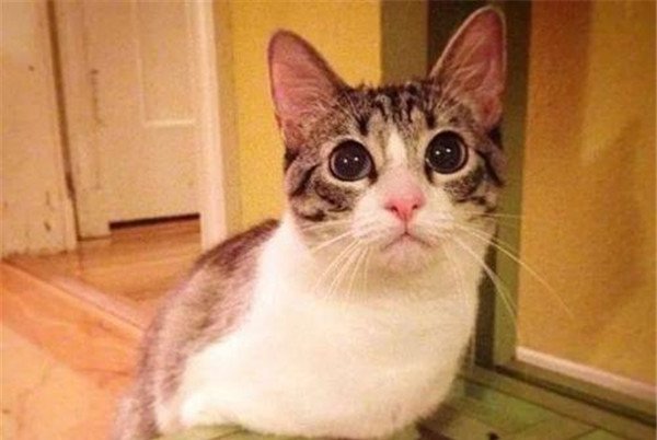 �����ĺ���èʲô��˼ �������ô����