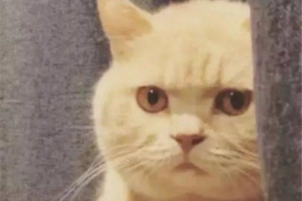 �����ĺ���èʲô��˼ �������ô����