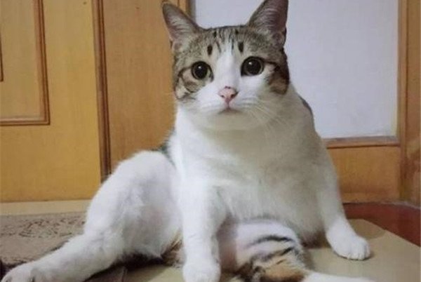 �����ĺ���èʲô��˼ �������ô����