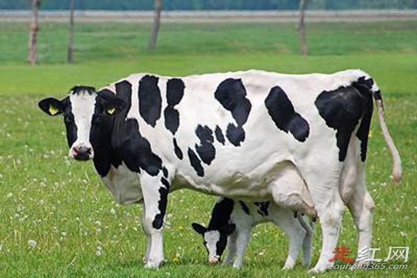 ţ��ϲ�ó����ܳ��� ��ţ��ʲô�����ĸ���λ