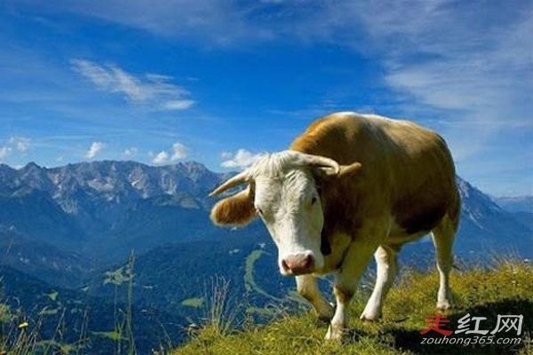 ţ��ϲ�ó����ܳ��� ��ţ��ʲô�����ĸ���λ