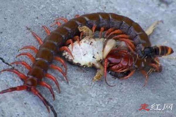 泰国降头术是真的吗 大体作用基本都是害人的