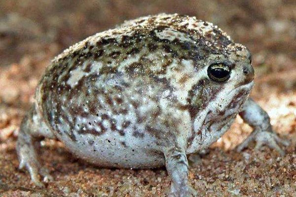 沙漠雨蛙可以养吗 它的叫声是什么样子的