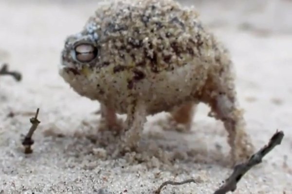 沙漠雨蛙可以养吗 它的叫声是什么样子的