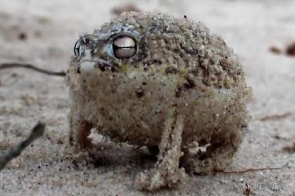 ɳĮ���ܿ������� ���Ľ�����ʲô���ӵ�