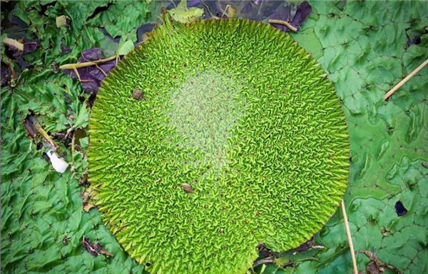 �ر����˵��ܼ�ͼƬ ͷƤ��������ܼ�����־�֢