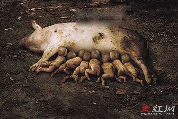 云南母猪生下8个男孩是真的吗 会有猪人被生出来吗