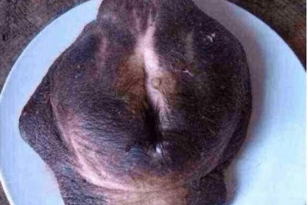 牛欢喜是什么玩意 母牛身上的生殖器官