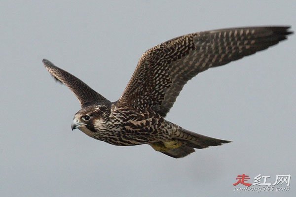 ������ʲô��ɵ���� �ٶ����е�һ��������